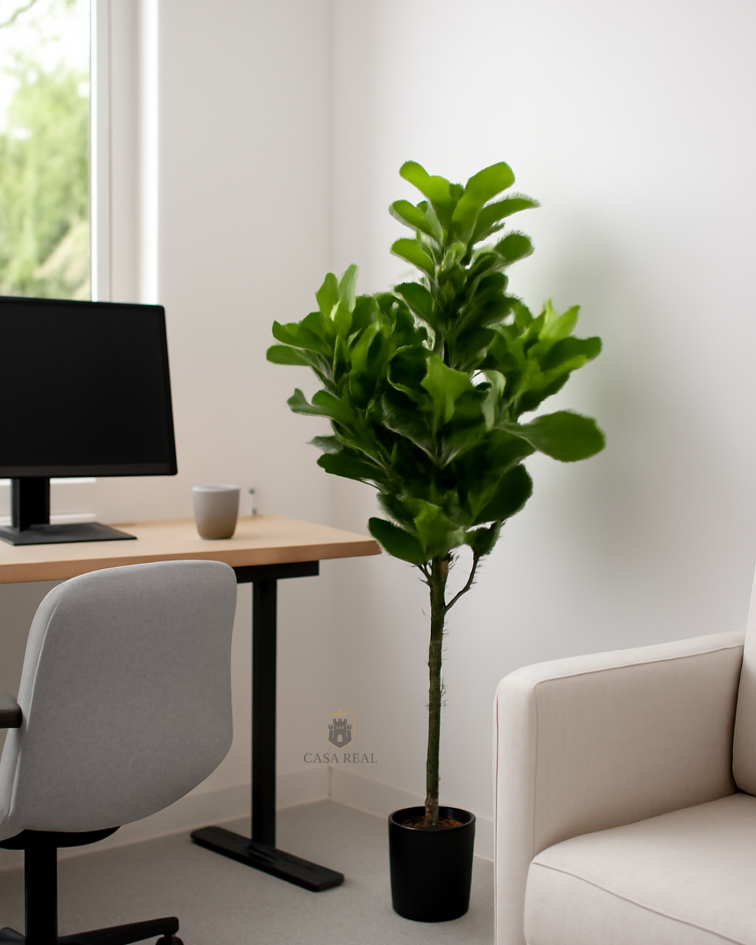 Planta Ficus Pandurata (artificial)  Tamaño Real